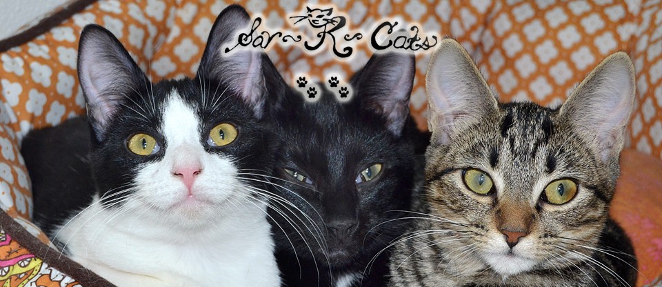 Cats R Us Feline Rescue & Adoption