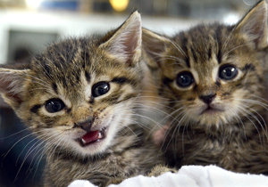 Kittens are often found alone and without their mom.
