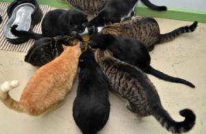 Feeding time at the center