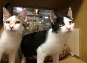 Cats waiting to be adopted